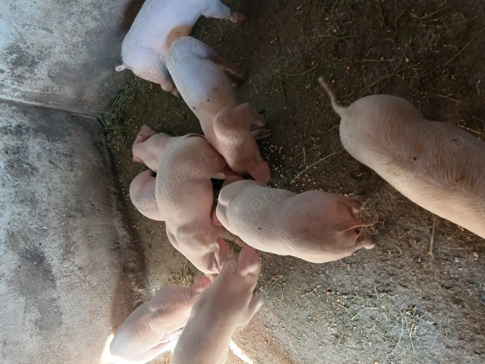 Purcei de vanzare de carne 