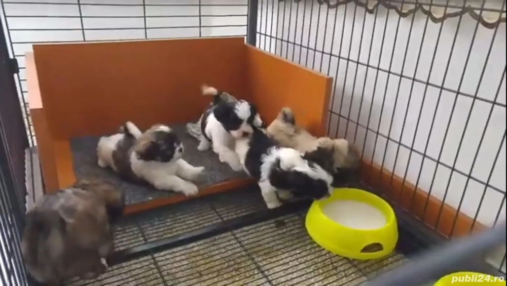 bichon ajut cu transport în țară