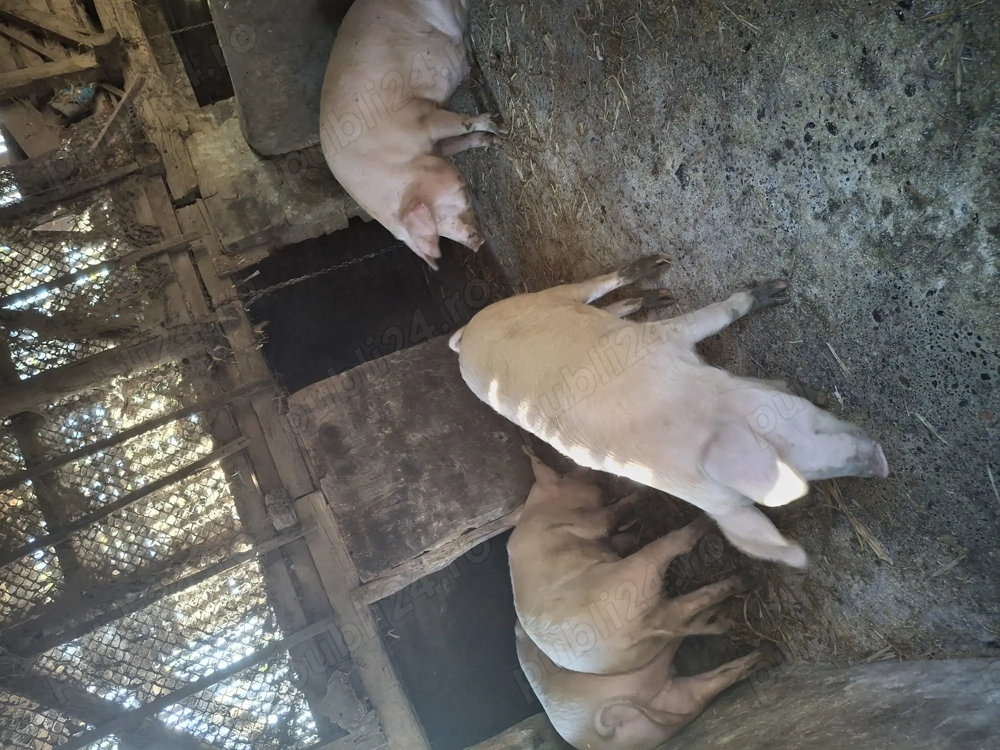 Vând porci marele alb