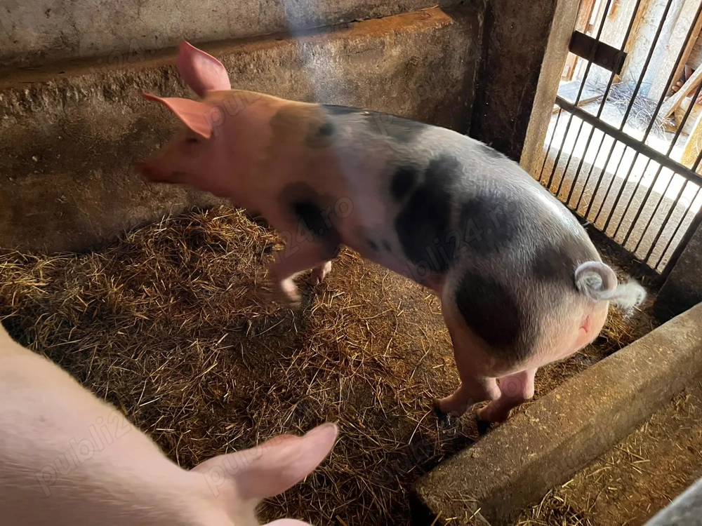 Purcea petrean tanara 