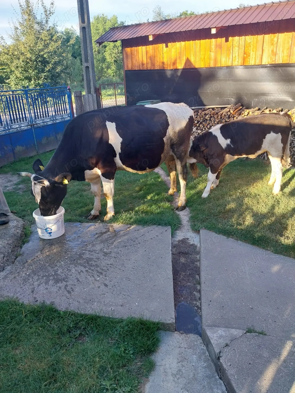 Vaca și vițea de vânzare