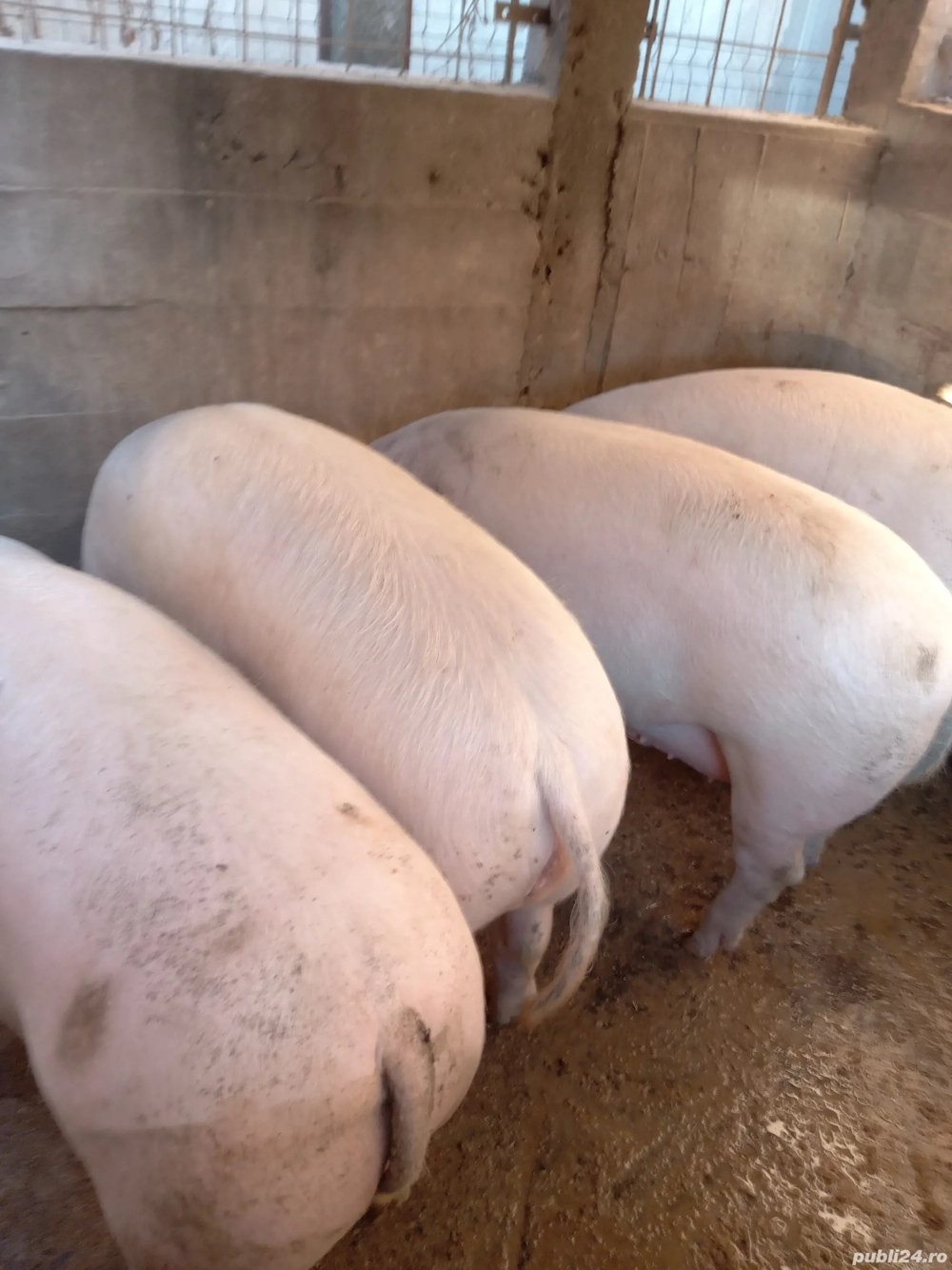 Porci de vanzare 100-150kg, inclusiv carcasa