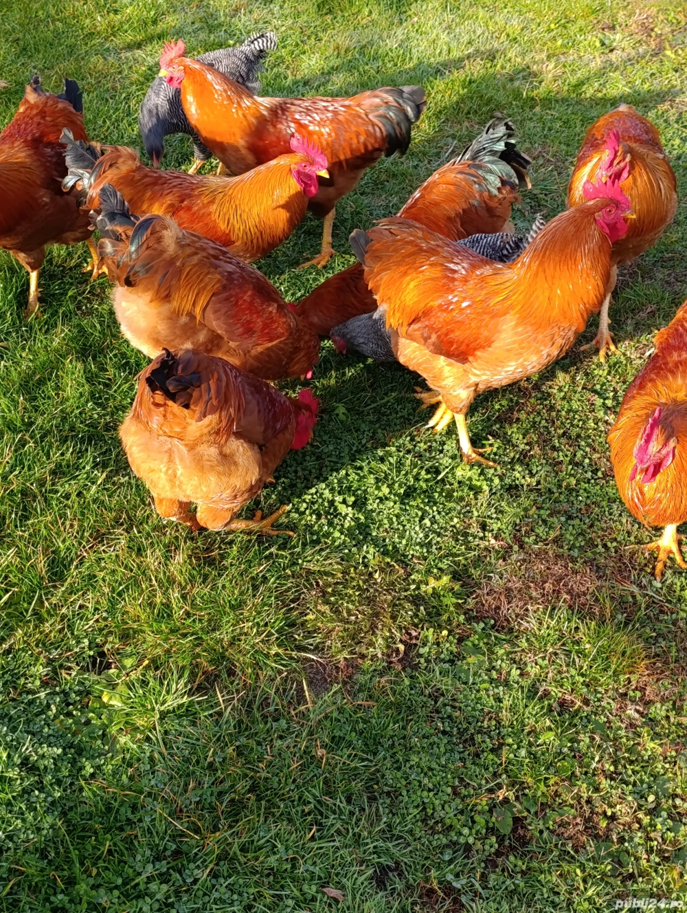 cocosi de anul acesta. 