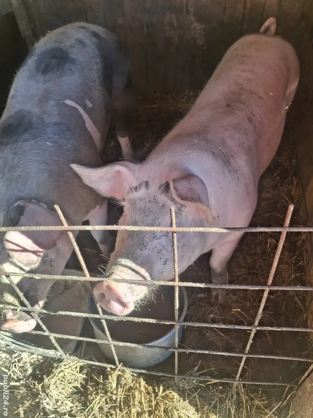 Vand porci pentru Craciun 