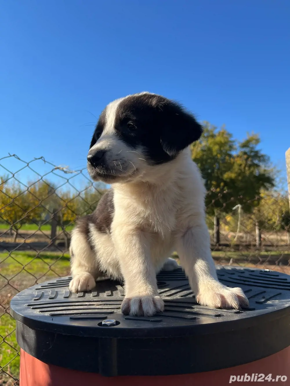 Vând căței ciobănesc ( pui) 
