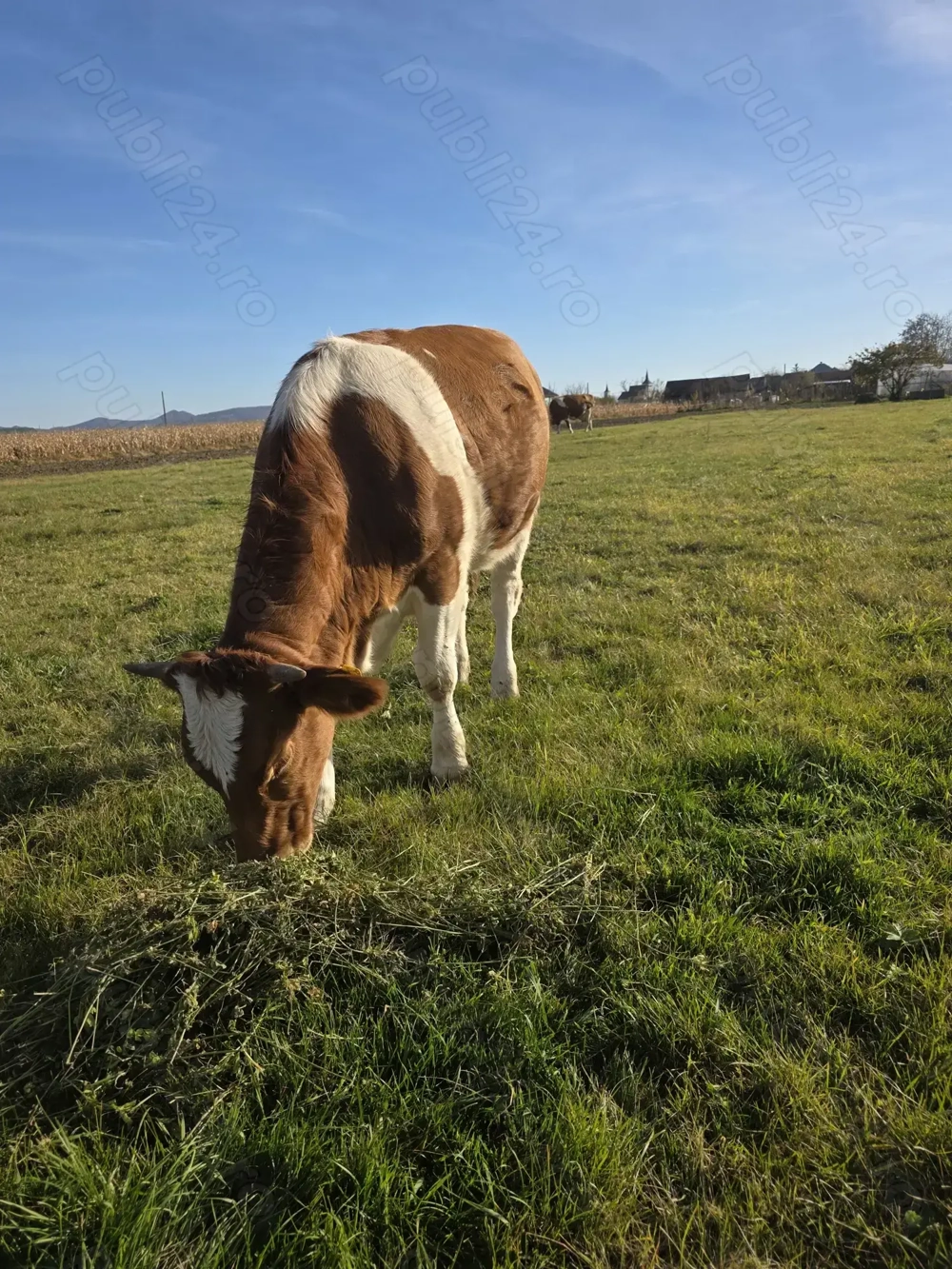 Junincă de un an și 3 luni Red Holstein.