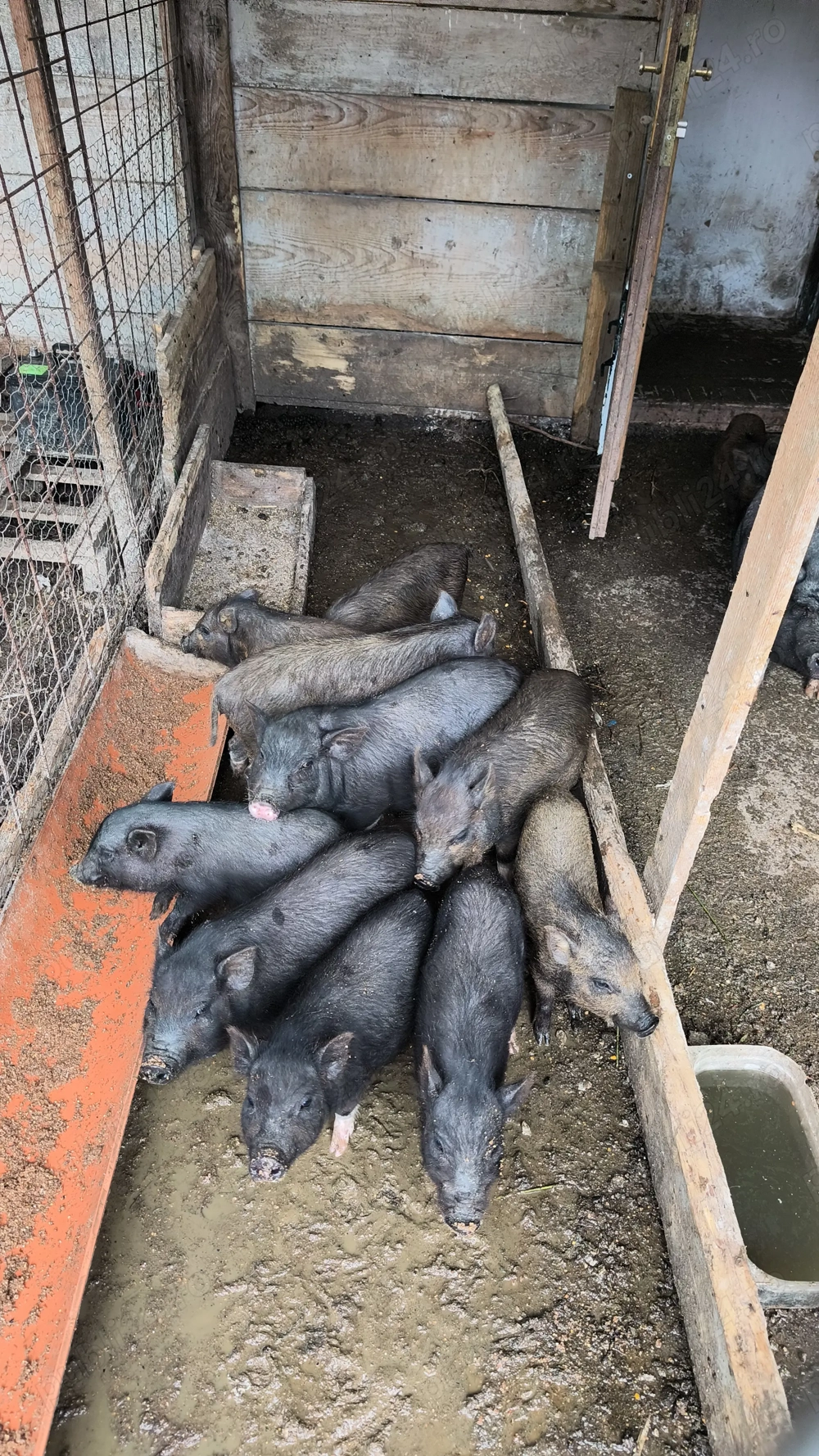 Vând purcei vietnamezi 