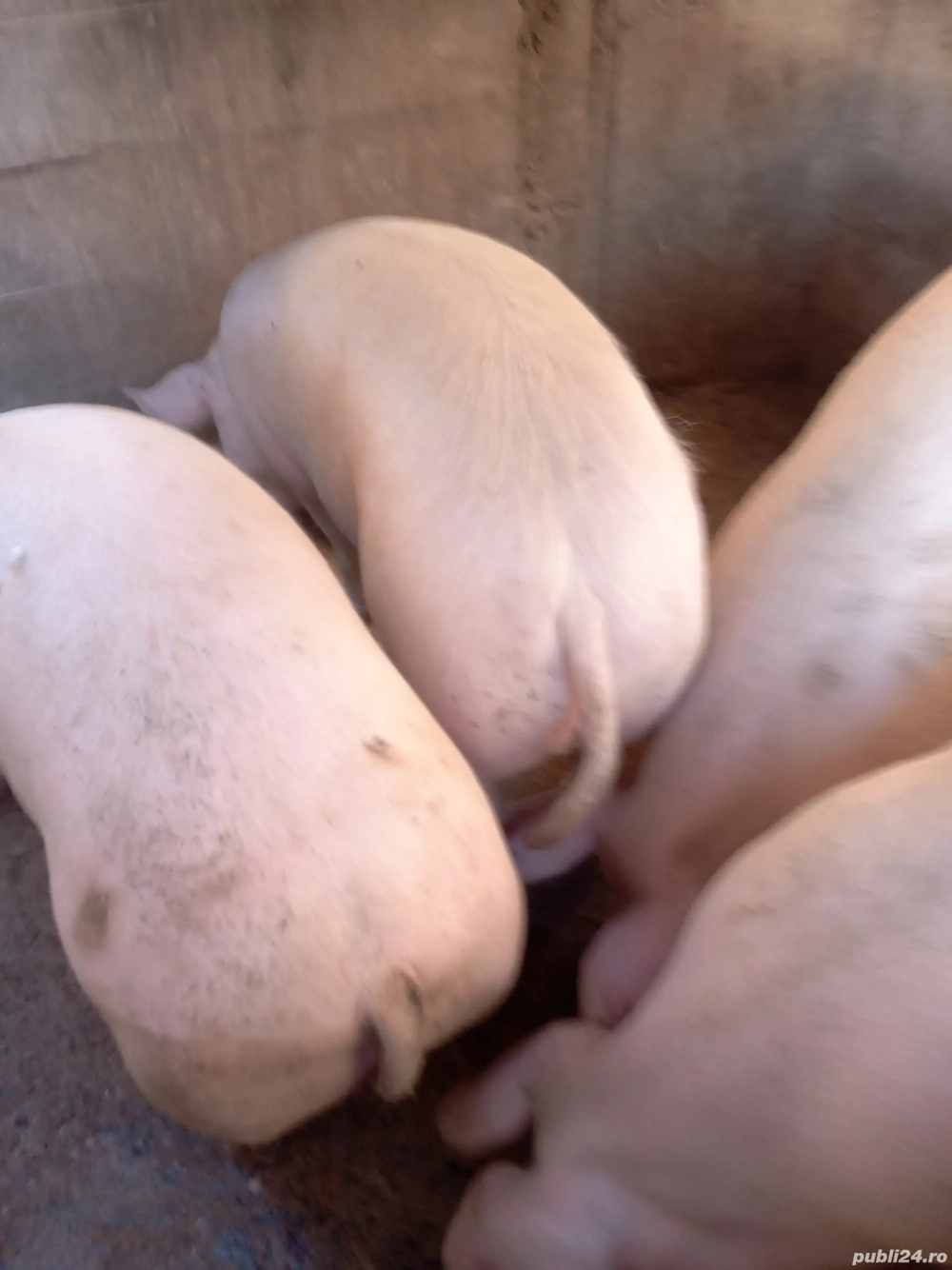 Porci de vanzare crescuți natural 100-150kg. Se vând  inclusiv carcasa.