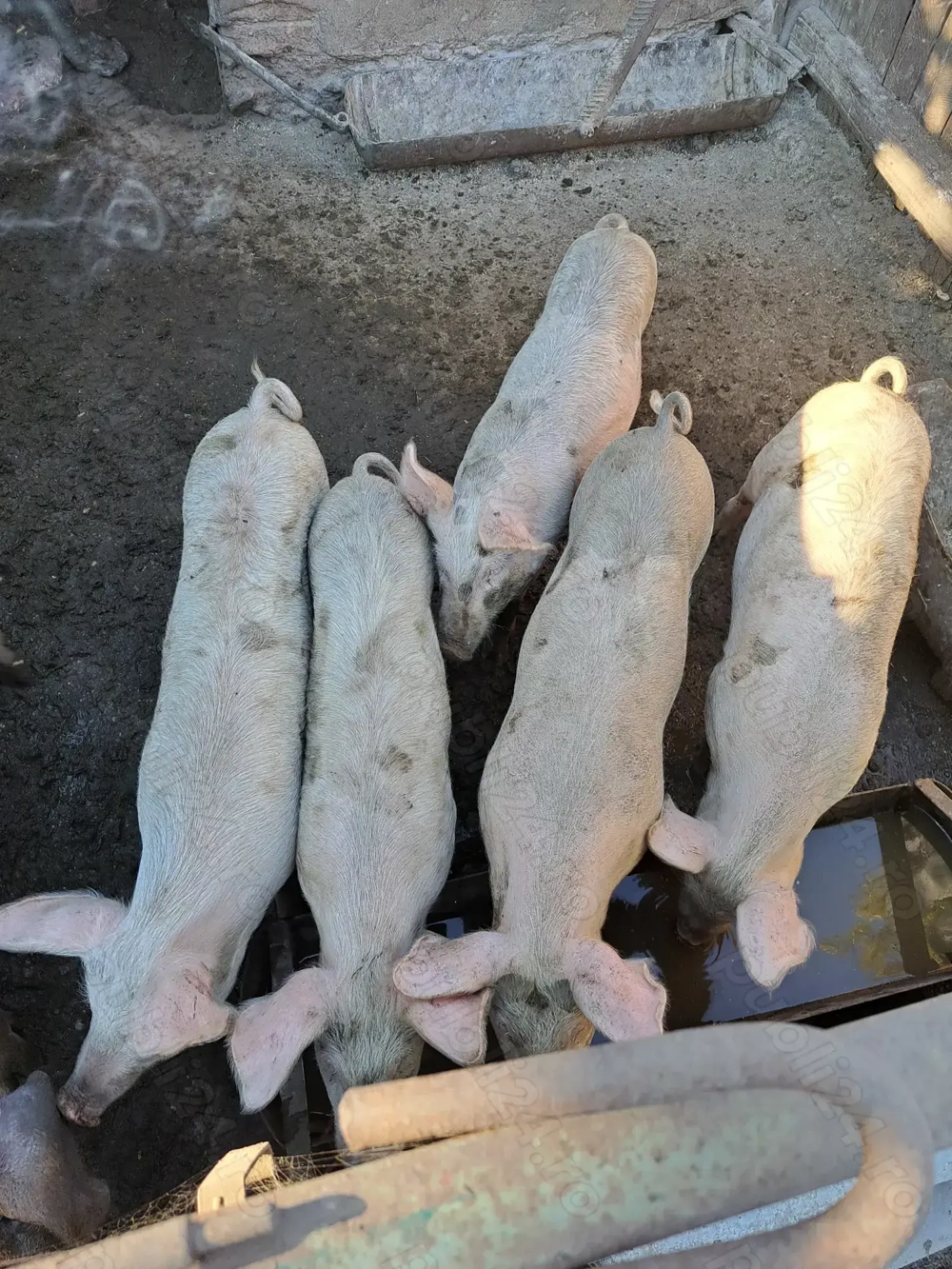 De vânzare!!! Purcei Landraș 