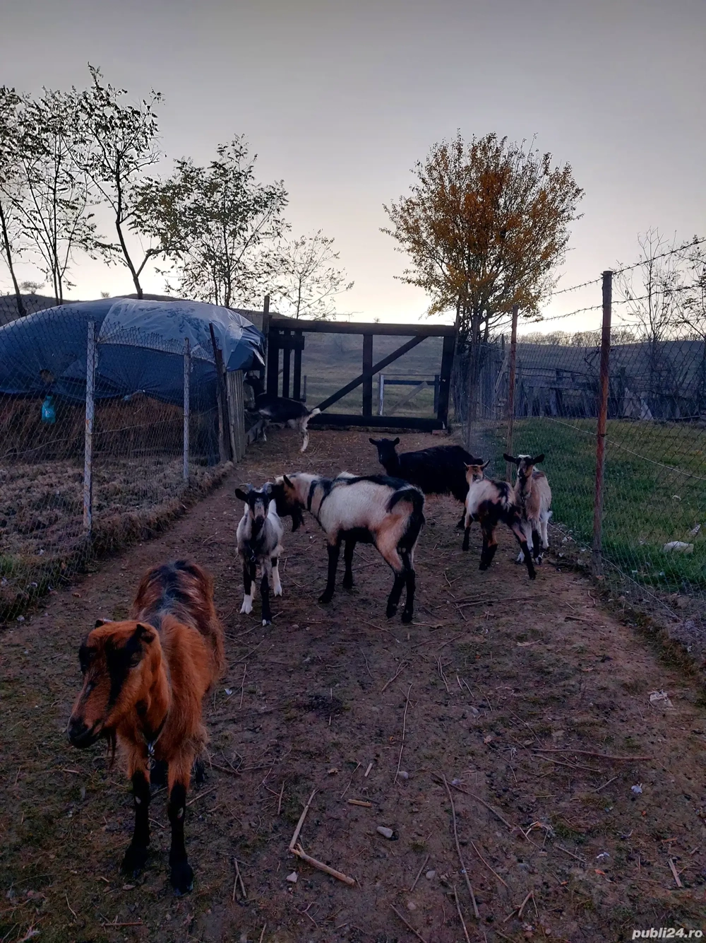 Vand echipa de 6 capre si 1 tap