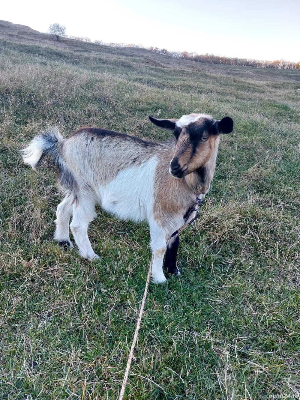 Vand capre, iedute si tap