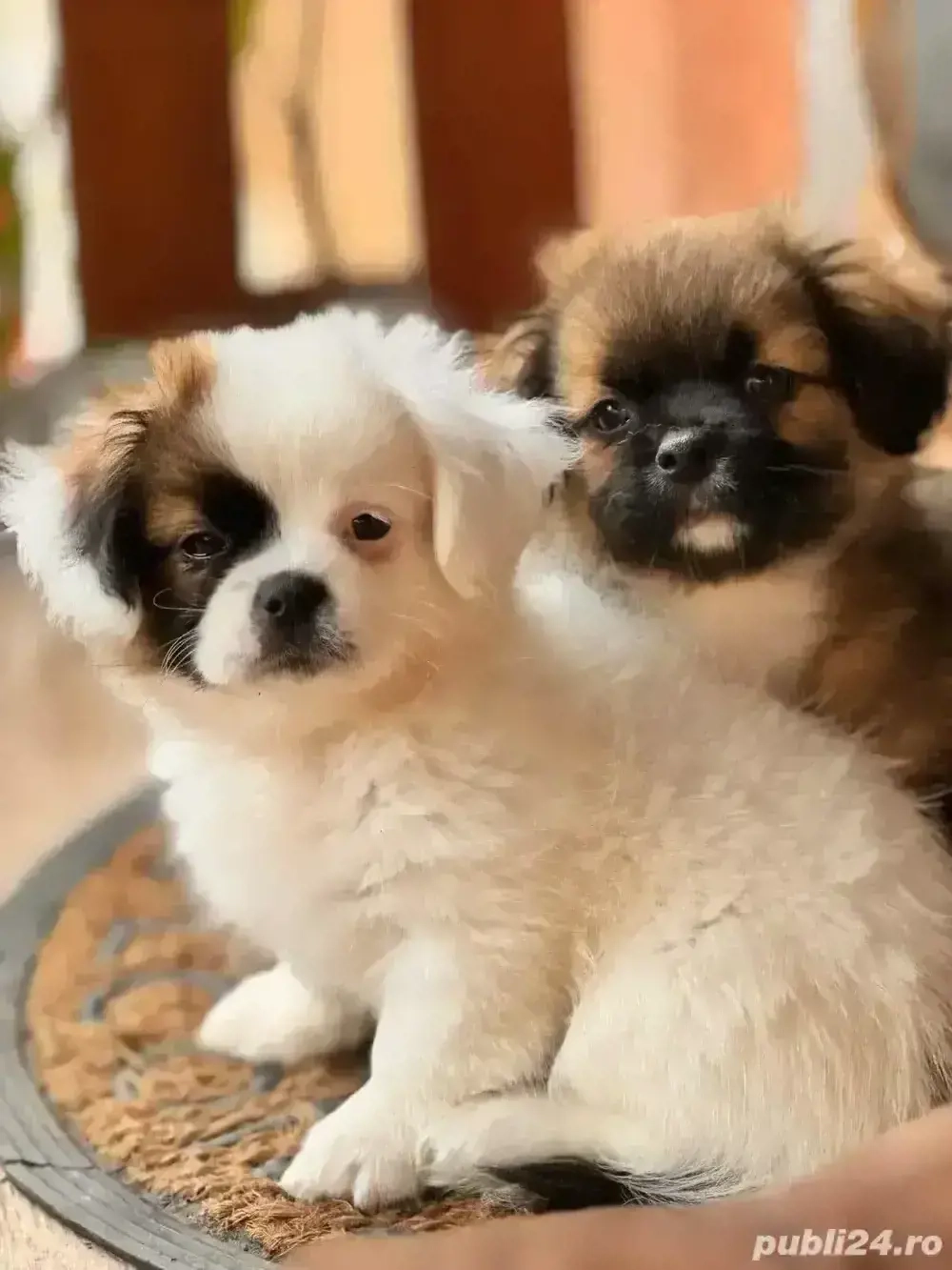 Pui Shih Tzu de vânzare băiețel& fetiță