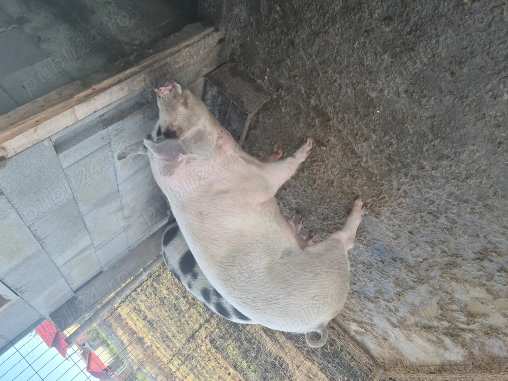 Vând porc crescut cu  cereale naturale