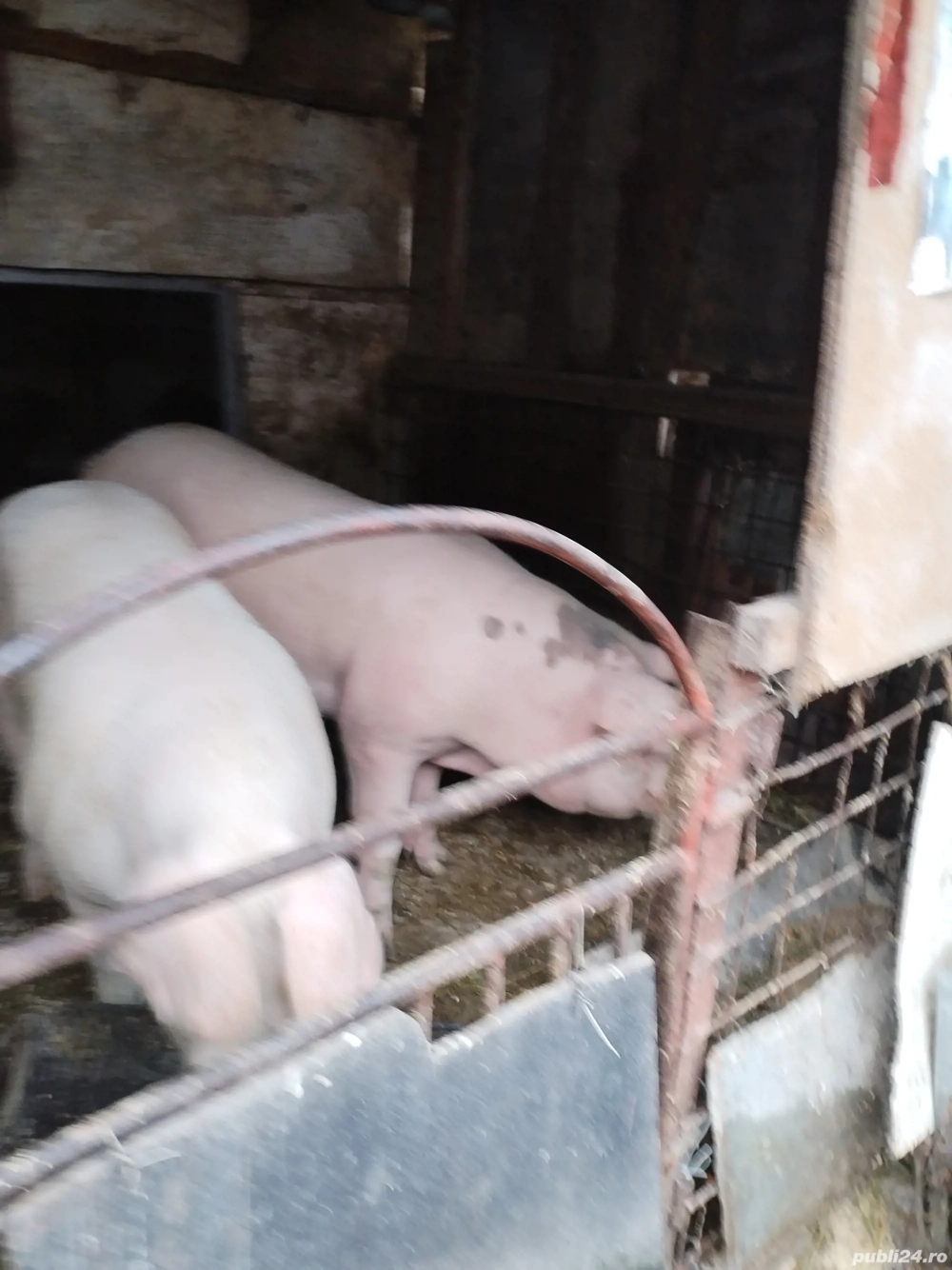 Vand porc sau arvunesc pentru Craciun