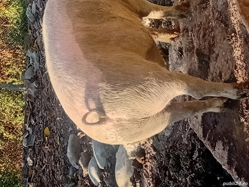 vind porci diferite marimi