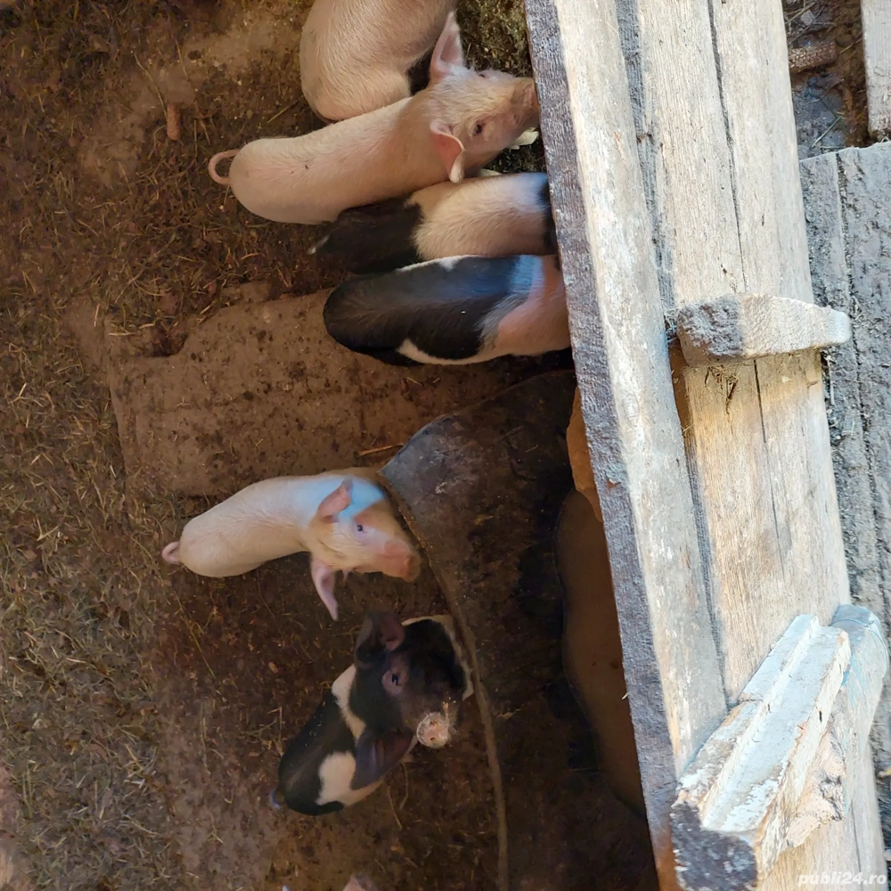 Vand animale domestice 