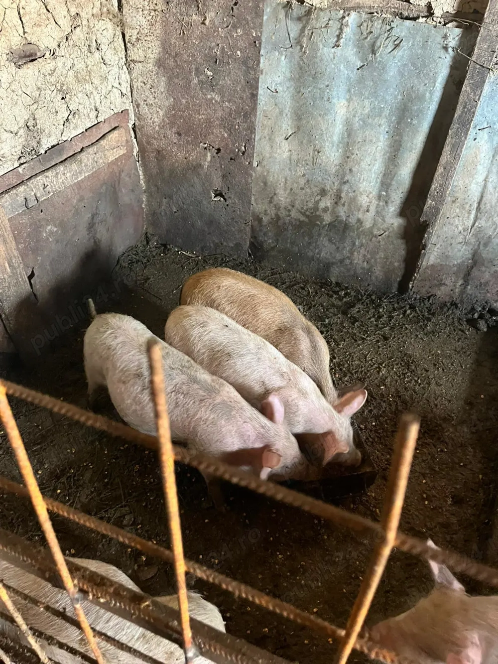 Purcei de casa de vanzare