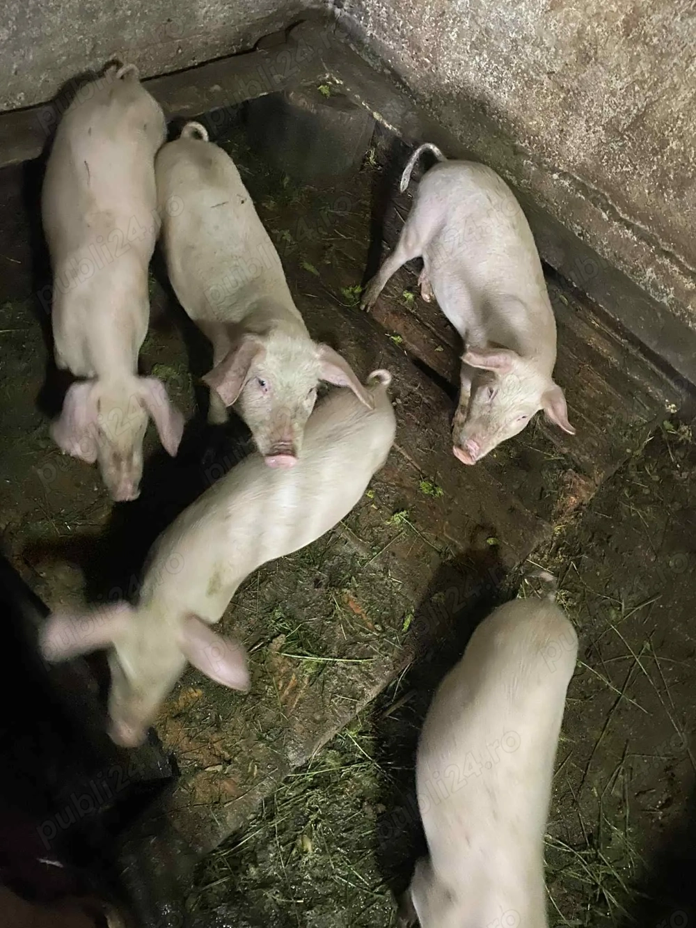 Porci de vânzare foarte mancaciosi