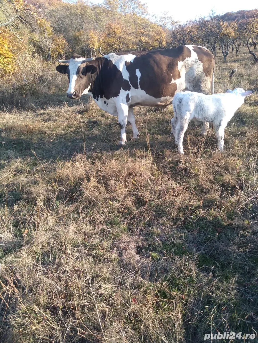 vand vaca baltata romaneasca 