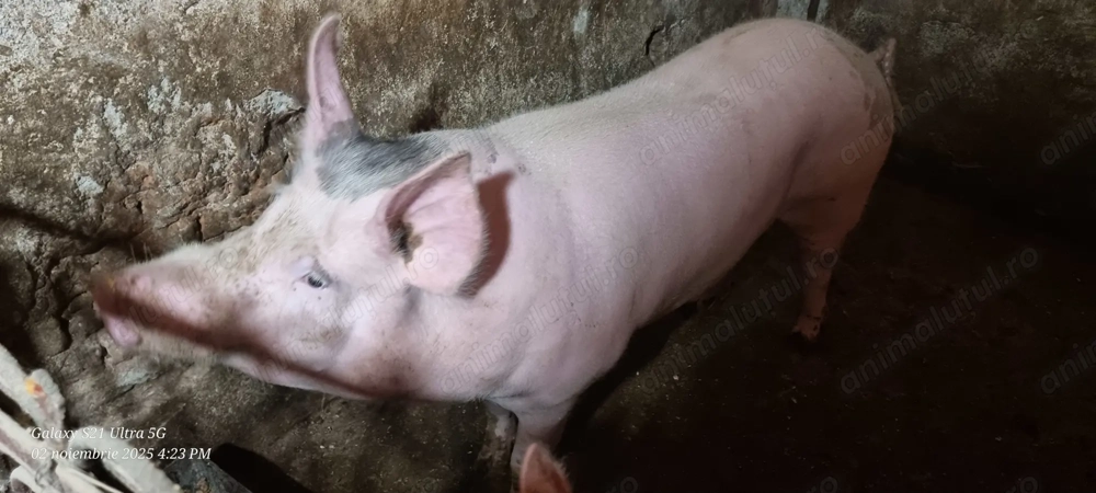 Porci de vânzare 