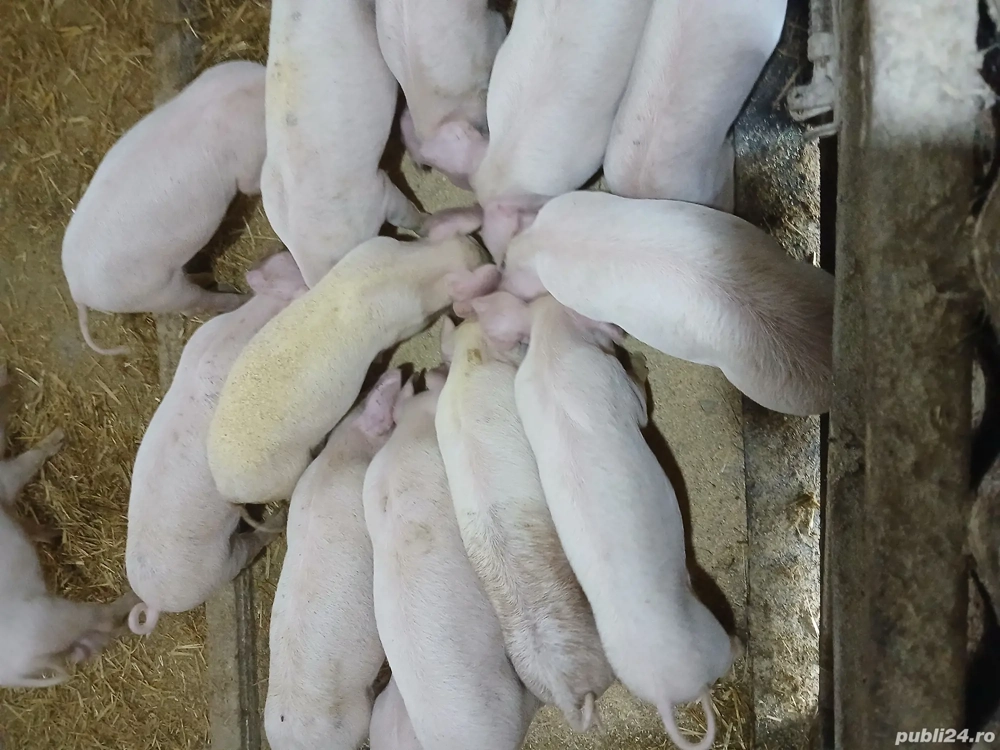 Purcei de vanzare ,8 săptămâni 
