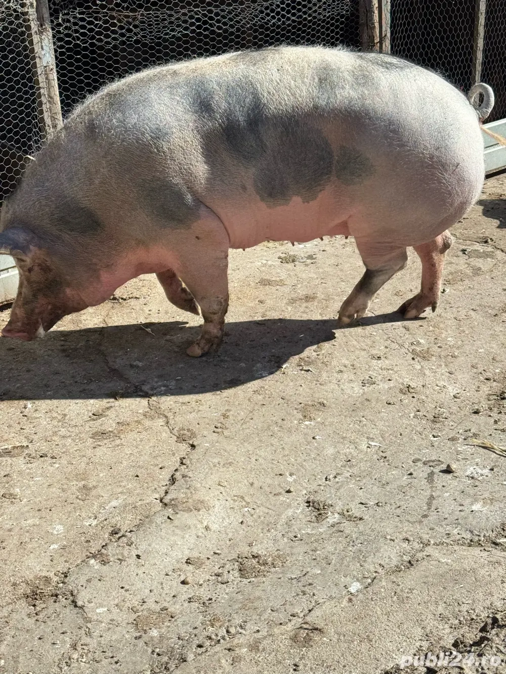 Porci de vanzare 