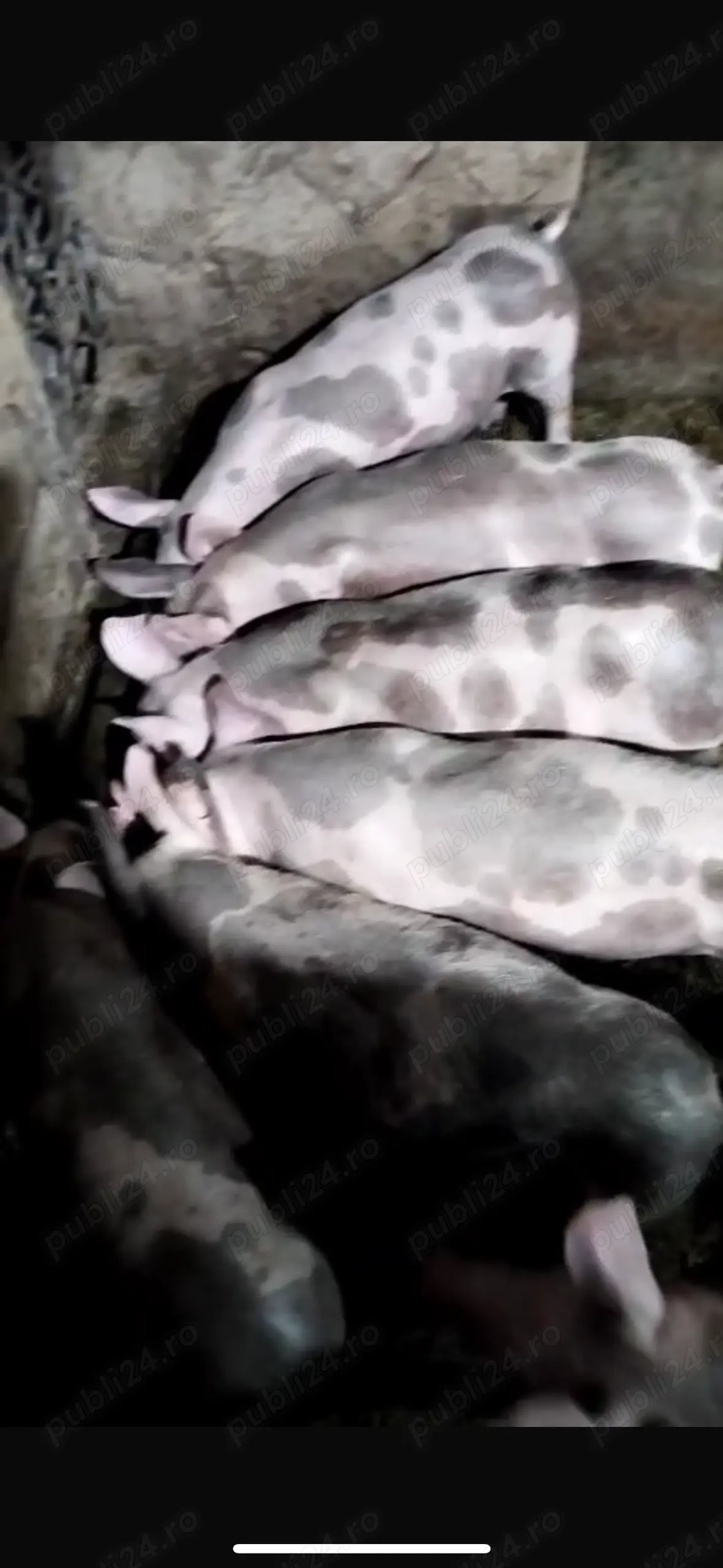 Vând porci peste 25 de kg