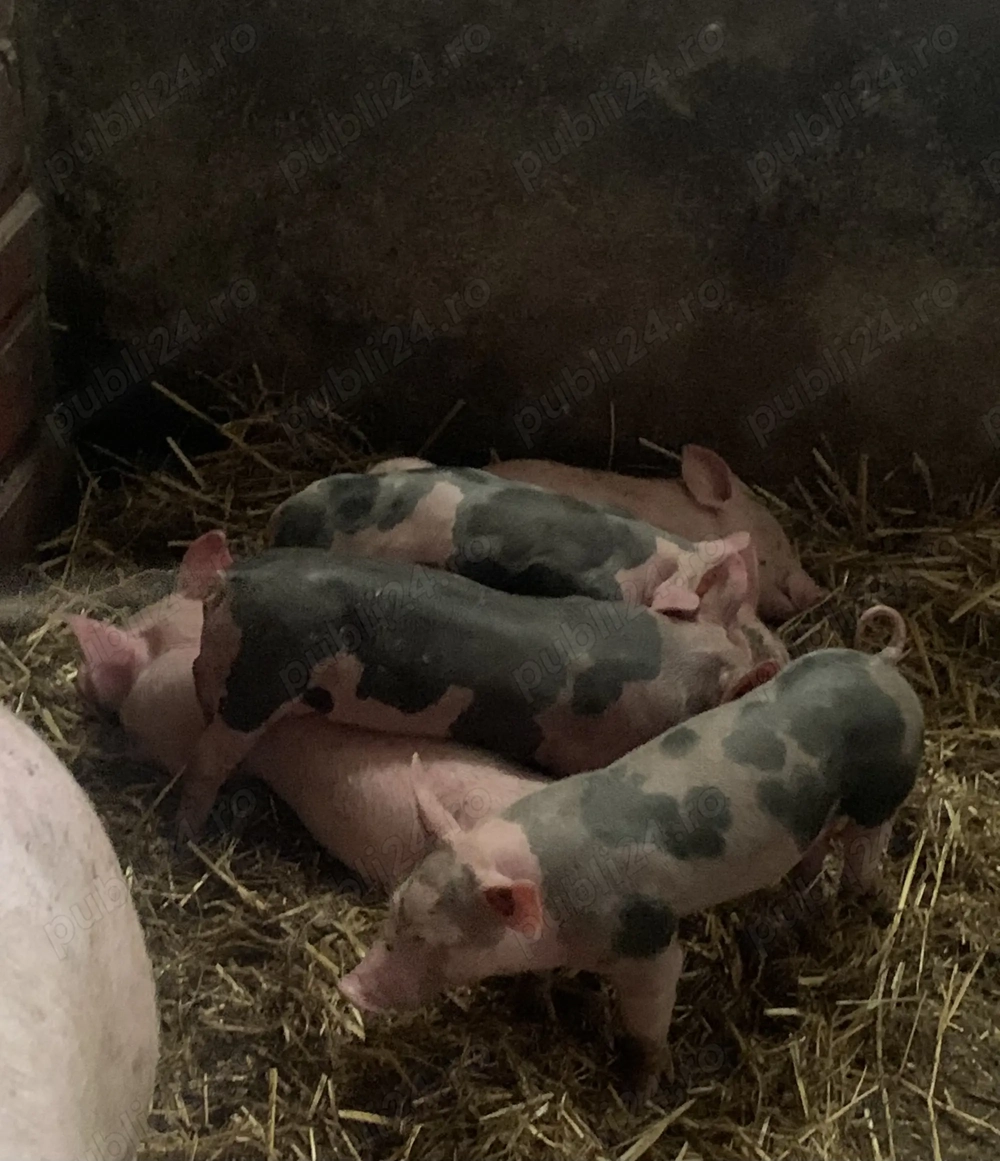 Vând purcei rasa pietrean 