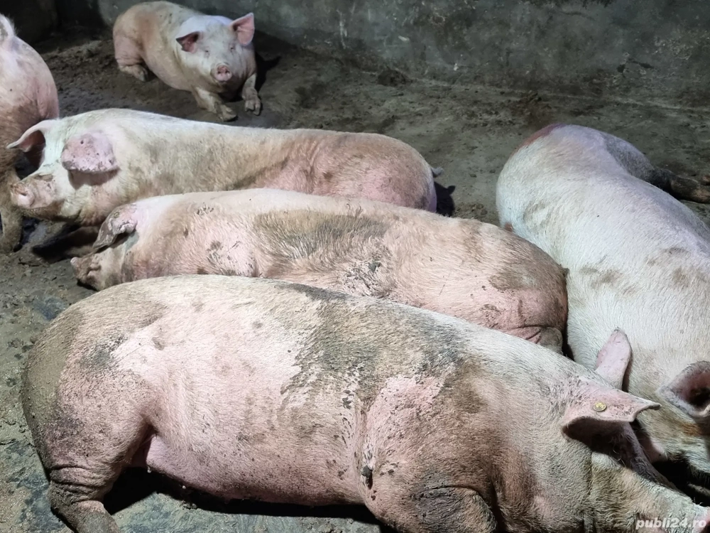 3 porci de carne 250 kg