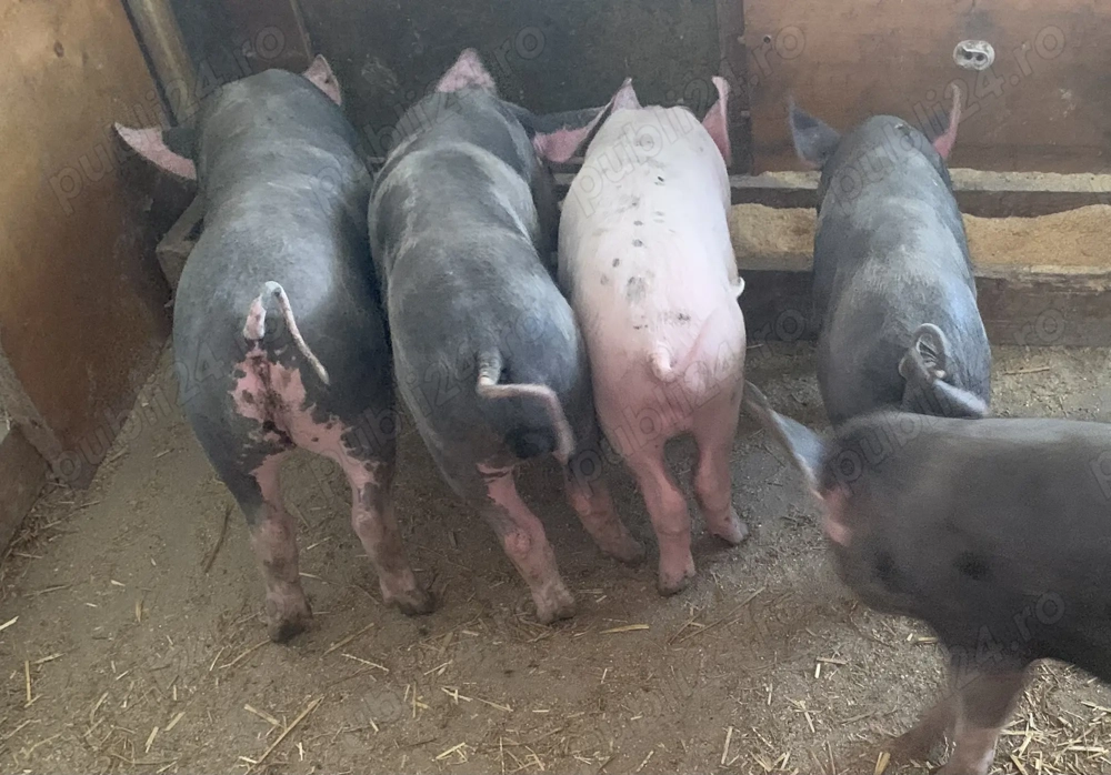 Vând purcei rasa pietrean