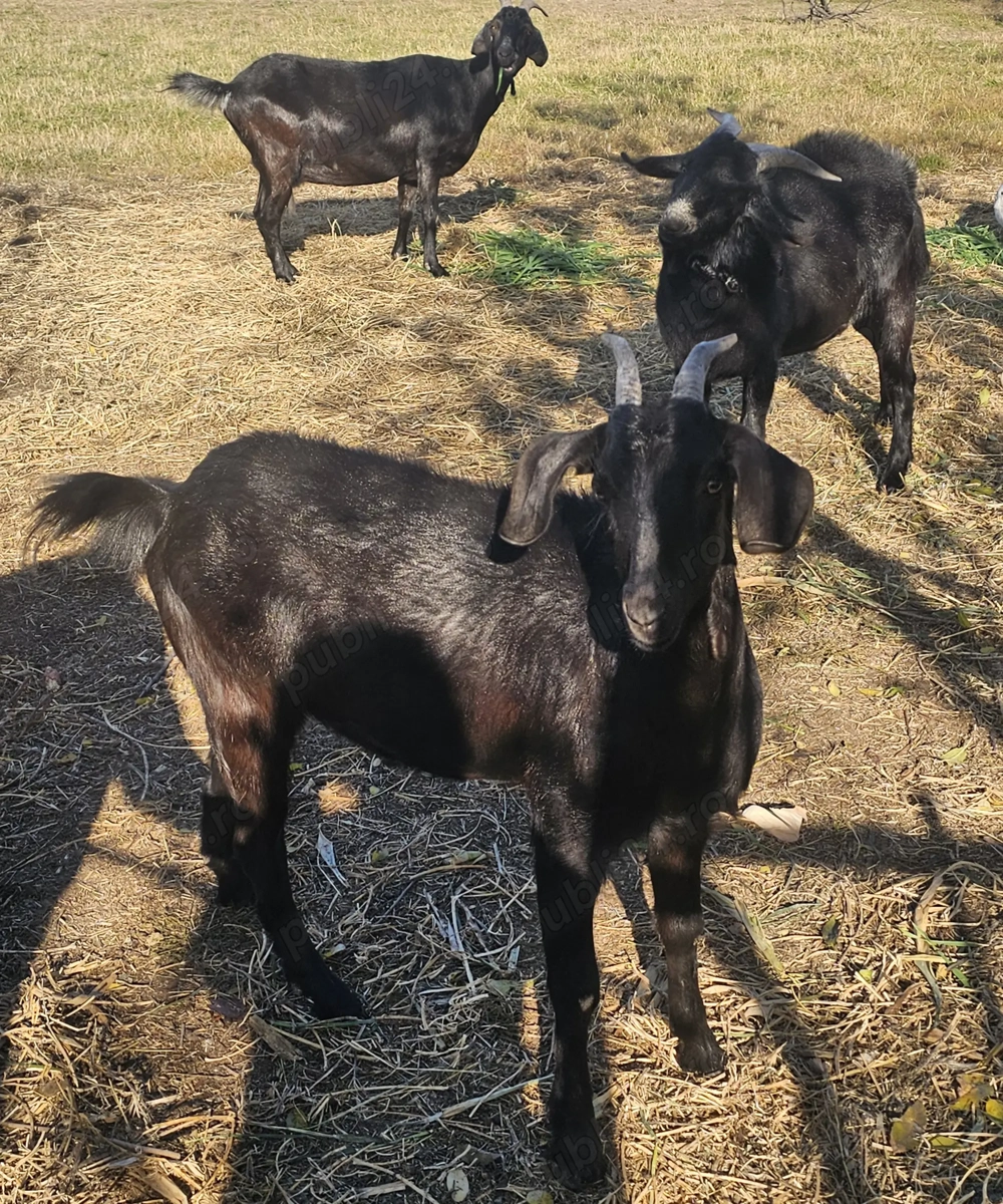Vând 2 caprite și tap 