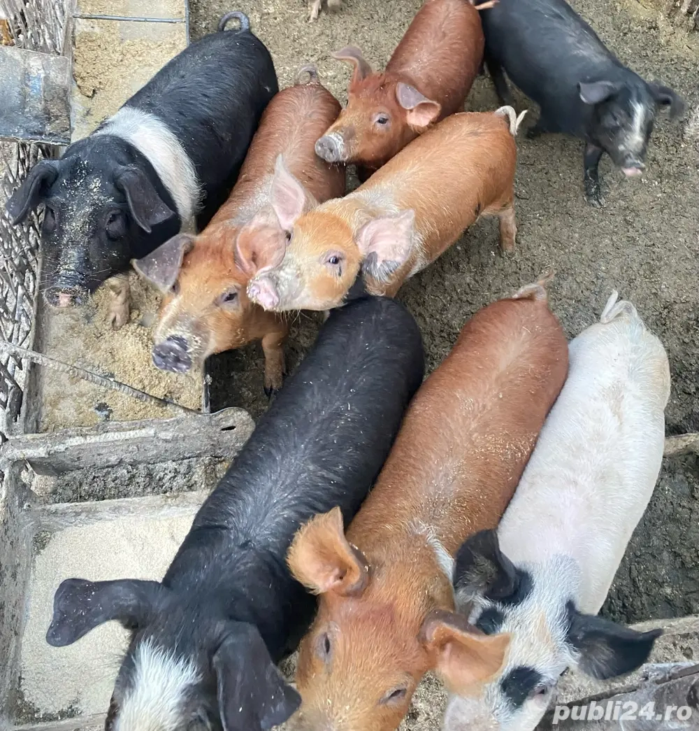 Vand purcei de 12 saptamani