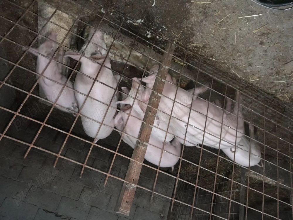 Am porci de vanzare dolj