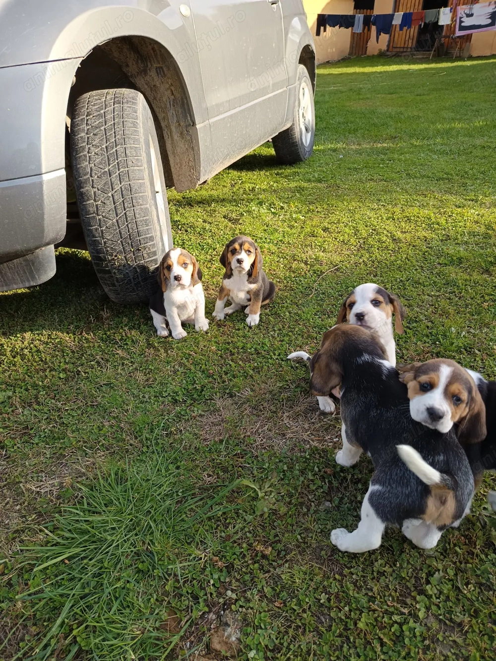 Puiuti Beagle Tricolor 