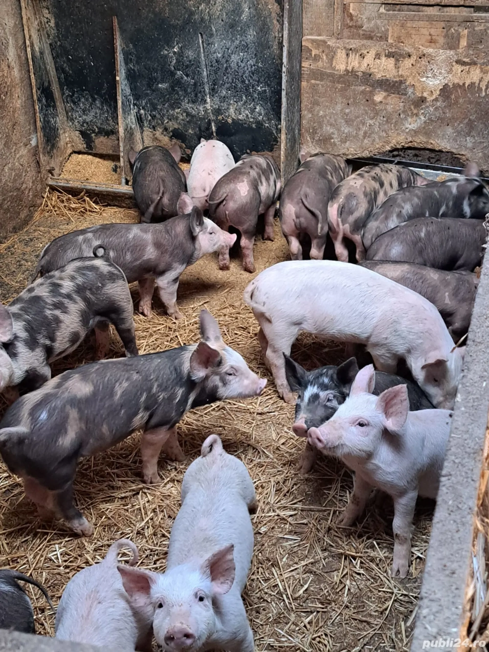 vând porci și purcei 