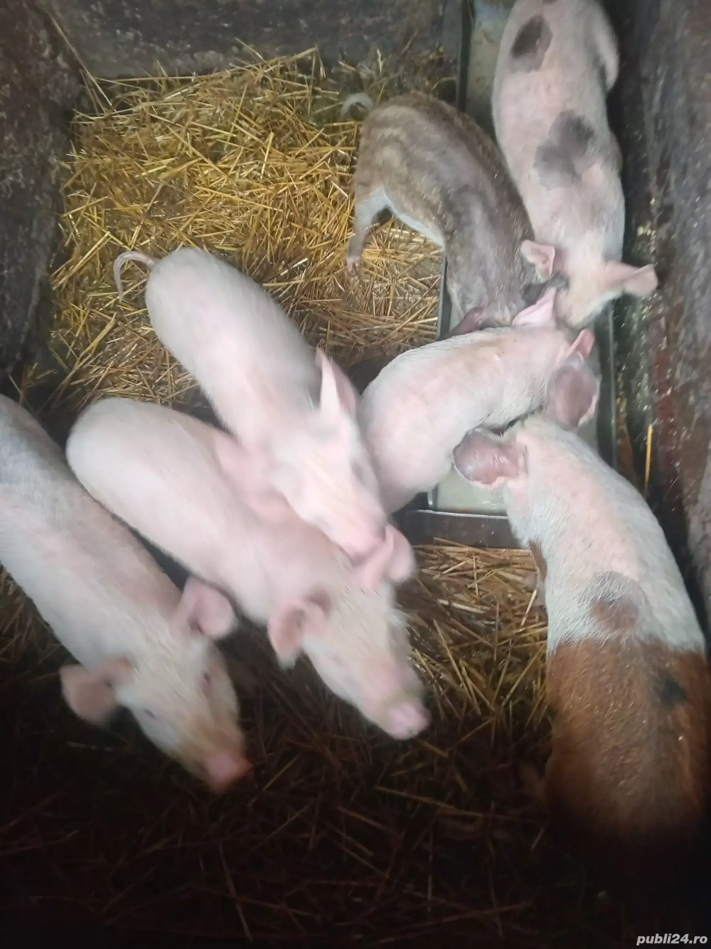 vand patru purcei de 9 săptămâni 