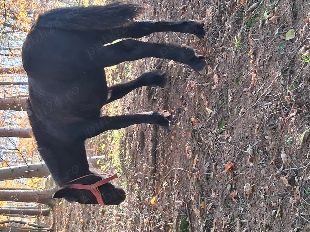 Vânzare mânza ! Detalii la telefon   