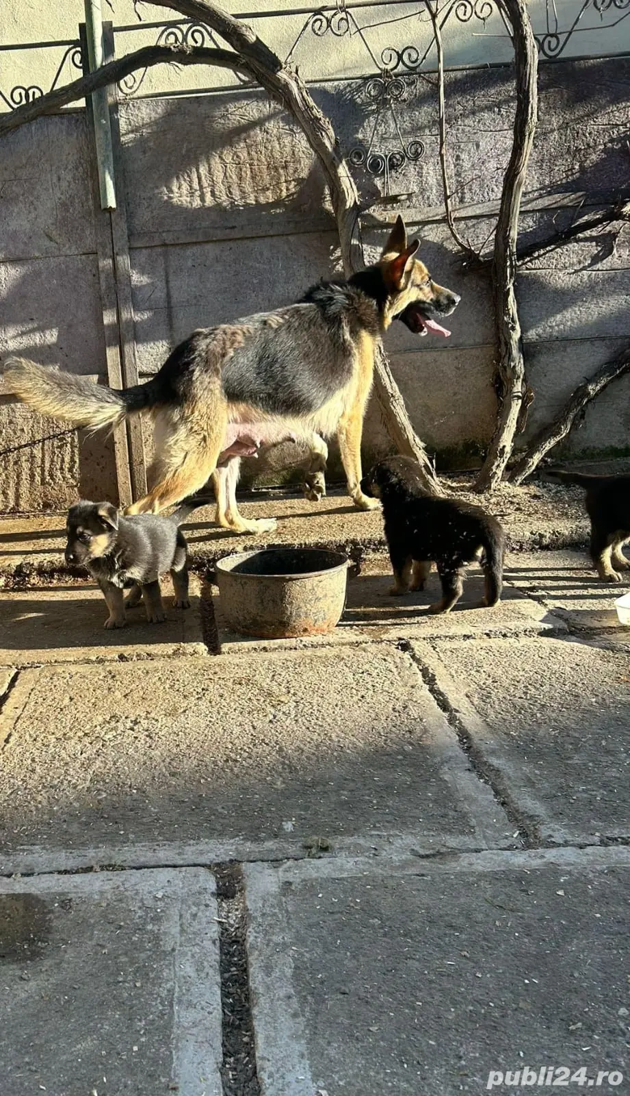 Vand cățeluși ciobănesc german