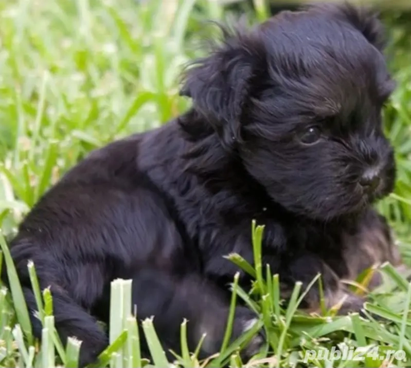 Bichon Havanez Toy pui