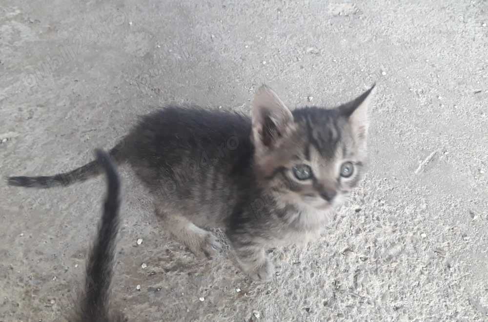 Donez pui pisica