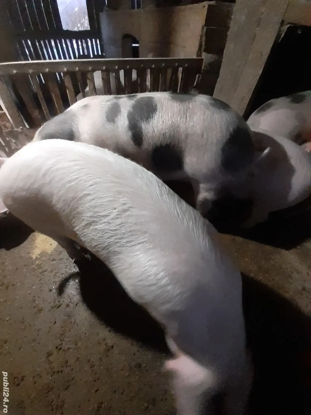 Vând porci de țară! Se pot arvoni pentru sărbatori!