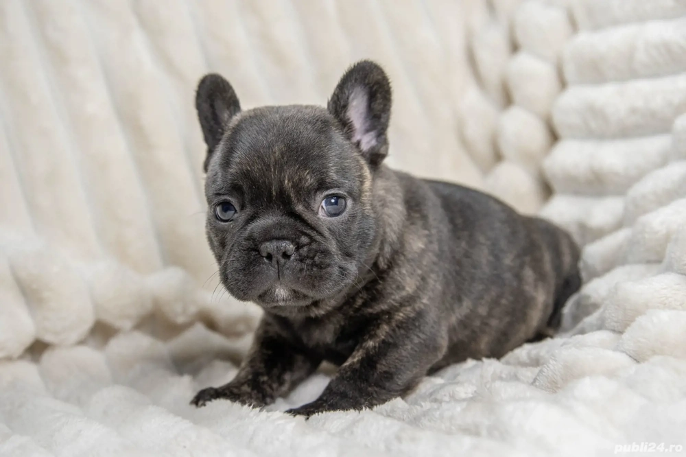 Bulldog Francez - Black - posibilitate transport - buldog francez 