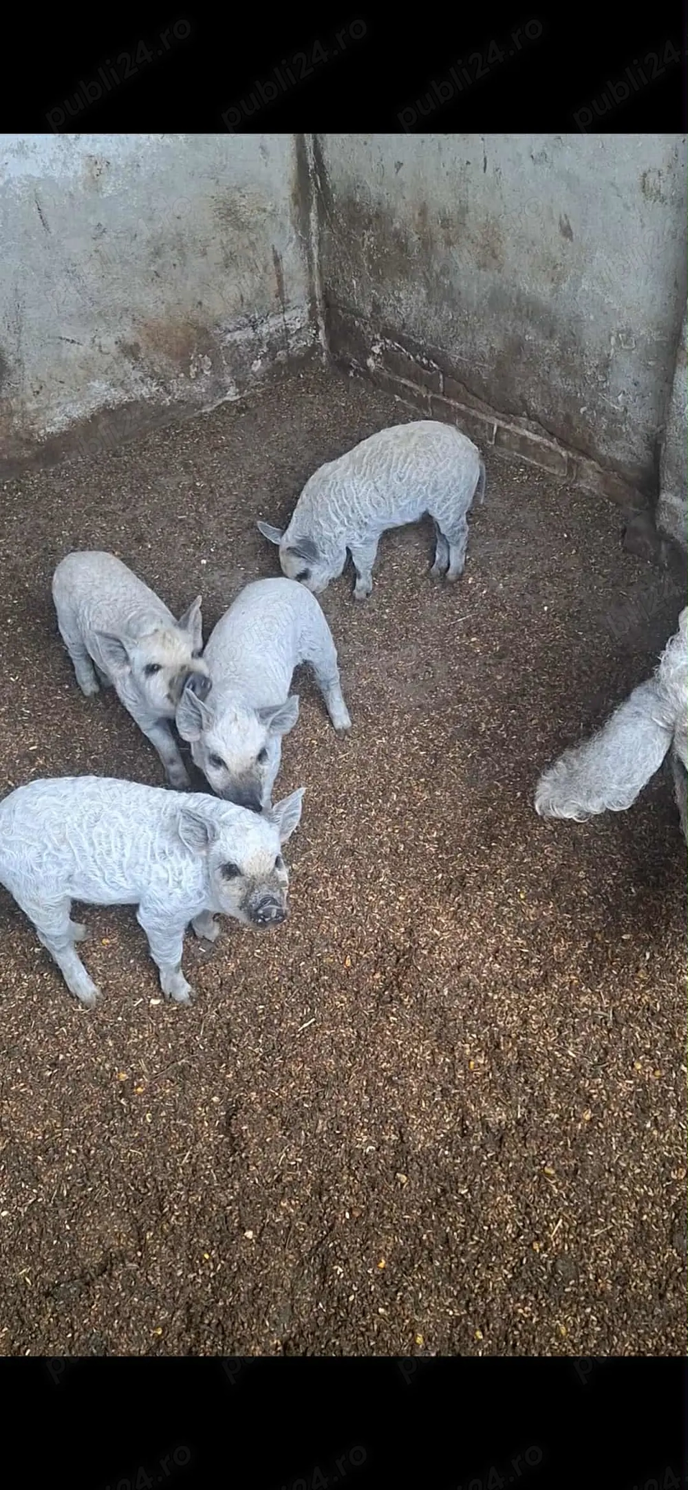 Purcei Mangalita Rasă Premium, Crescuți Natural