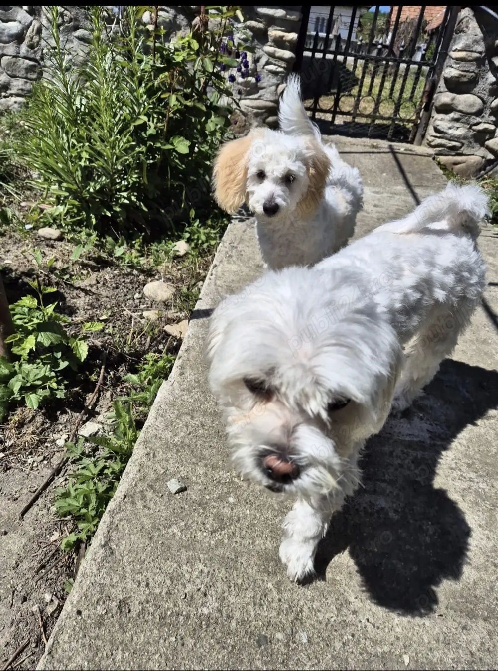 Vând pui Bichon Maltez