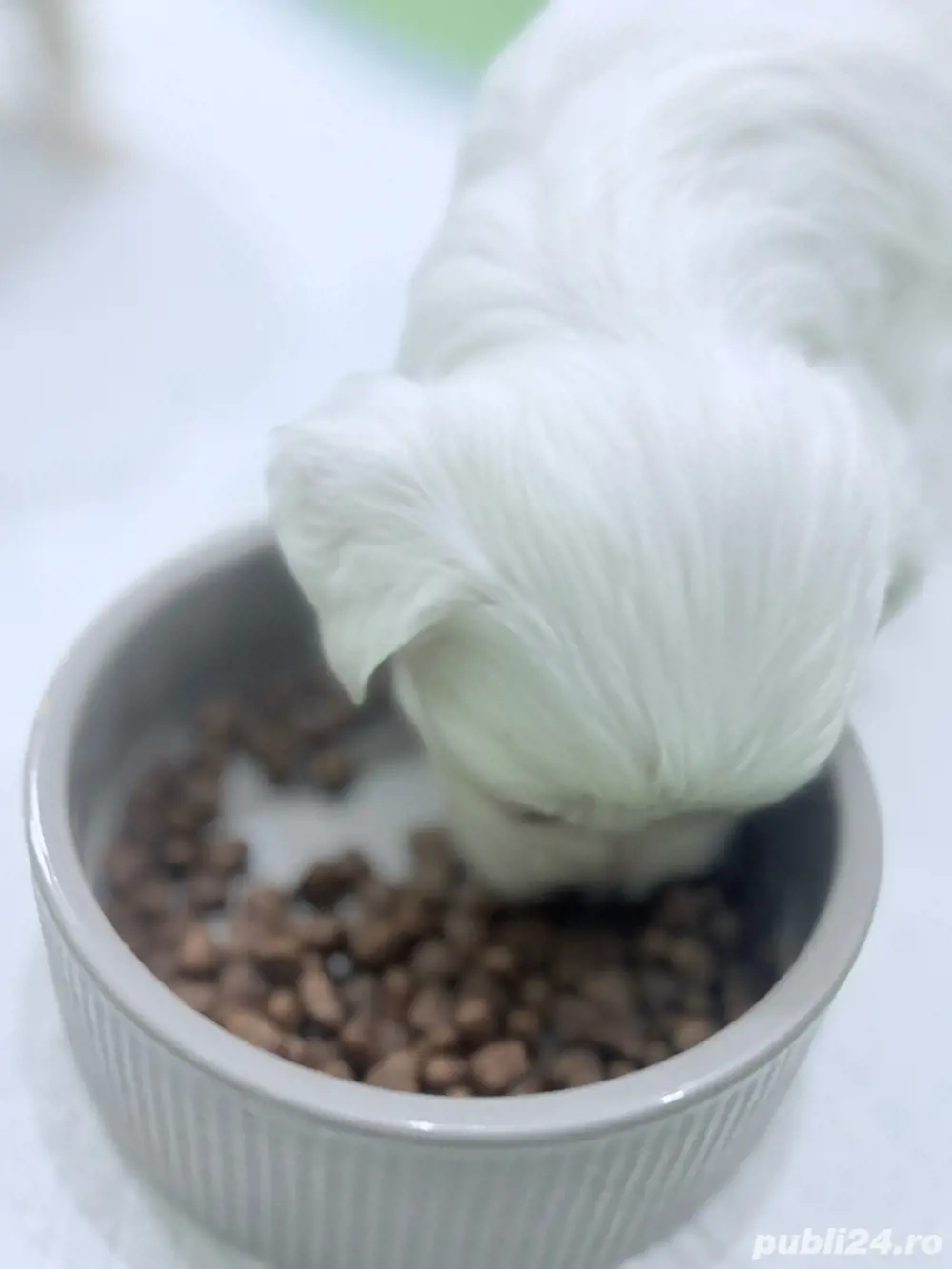  Atenție  Risc major de îndrăgostire la prima vedere    Puiuții mei de își caută o familie iubitoare