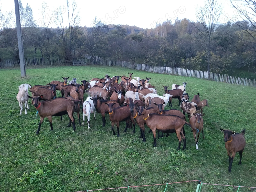 Vând capre(carpatine,metis,alpine,abglonubiane?