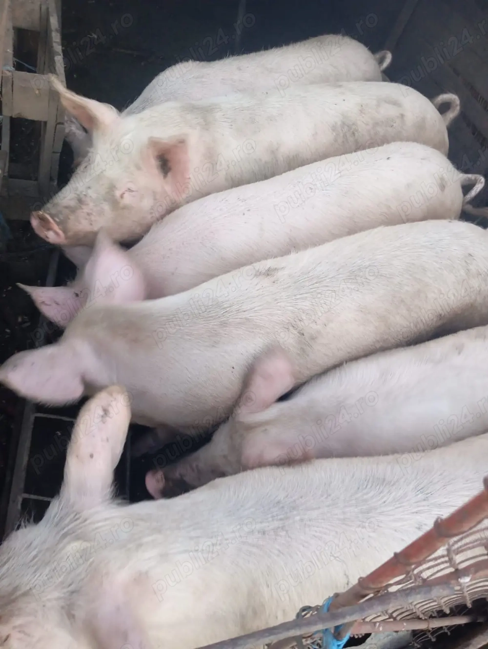 Vând porci Marele Alb și Landrace