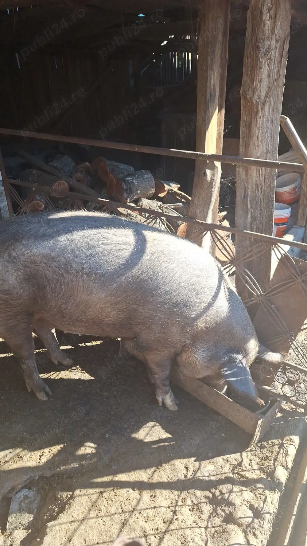 Vand porci de casa 