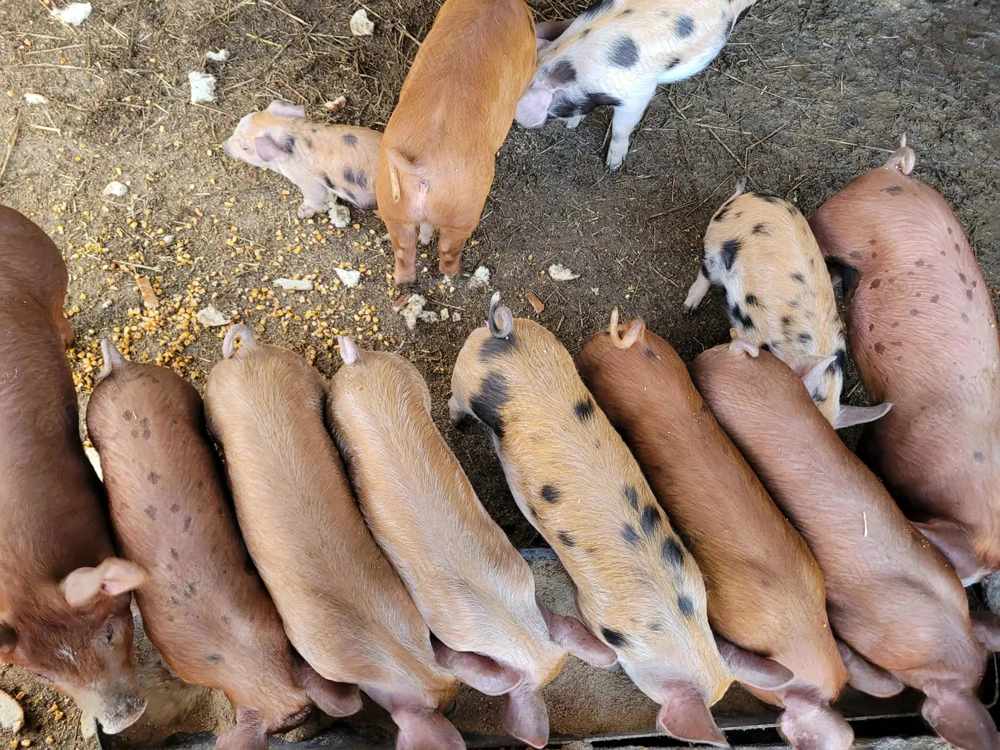 Purcei de 8 săptămâni 