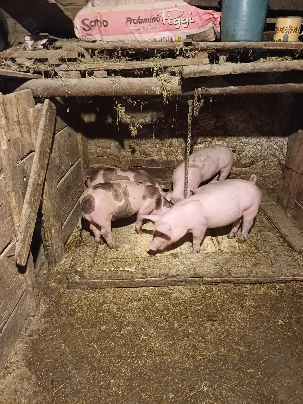 Vând purceii marele alb cu petrean!